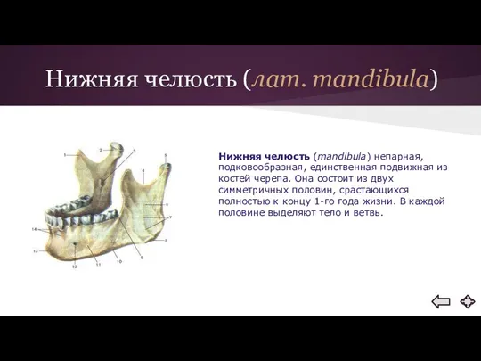 Нижняя челюсть (лат. mandibula) Нижняя челюсть (mandibula) непарная, подковообразная, единственная подвижная из костей