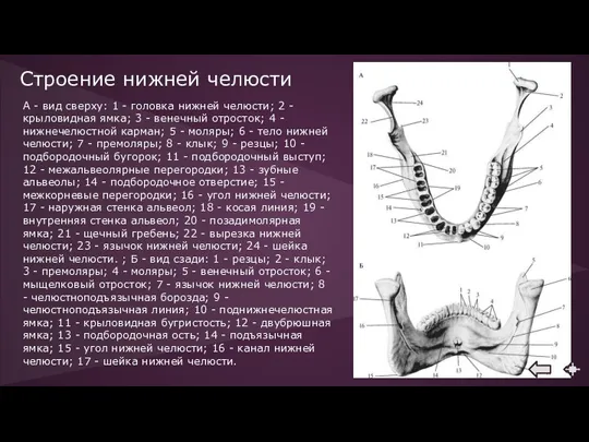 Строение нижней челюсти А - вид сверху: 1 - головка нижней челюсти; 2