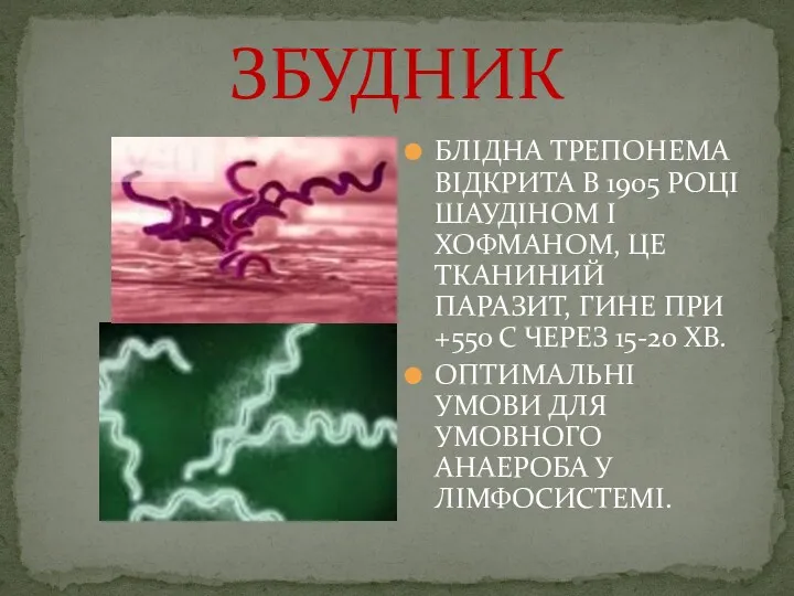 БЛІДНА ТРЕПОНЕМА ВІДКРИТА В 1905 РОЦІ ШАУДІНОМ І ХОФМАНОМ, ЦЕ