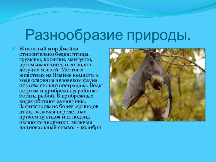 Разнообразие природы. Животный мир Ямайки относительно беден: птицы, грузыны, кролики,