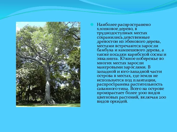 Наиболее распространено хлопковое дерево, в труднодоступных местах сохранились девственные древостои