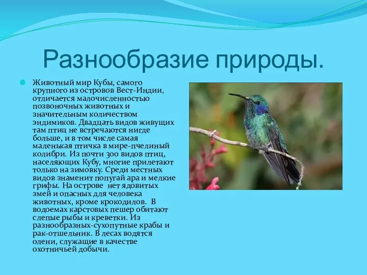 Разнообразие природы. Животный мир Кубы, самого крупного из островов Вест-Индии,