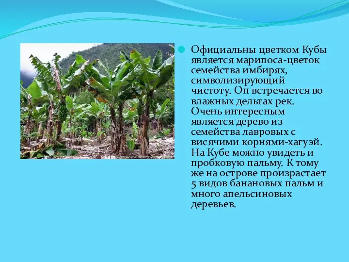 Официальны цветком Кубы является марипоса-цветок семейства имбирях, символизирующий чистоту. Он