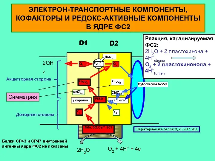 ЭЛЕКТРОН-ТРАНСПОРТНЫЕ КОМПОНЕНТЫ, КОФАКТОРЫ И РЕДОКС-АКТИВНЫЕ КОМПОНЕНТЫ В ЯДРЕ ФС2 2H2O