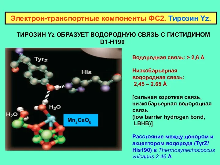 ТИРОЗИН Yz ОБРАЗУЕТ ВОДОРОДНУЮ СВЯЗЬ С ГИСТИДИНОМ D1-H190 Электрон-транспортные компоненты