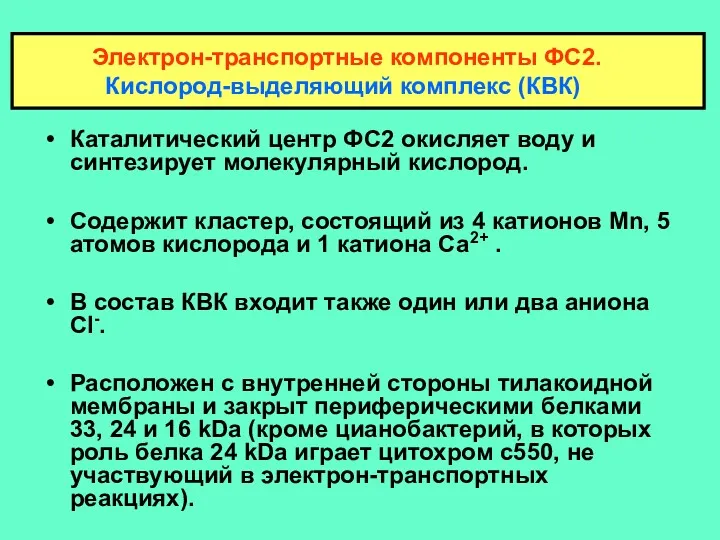 Каталитический центр ФС2 окисляет воду и синтезирует молекулярный кислород. Содержит