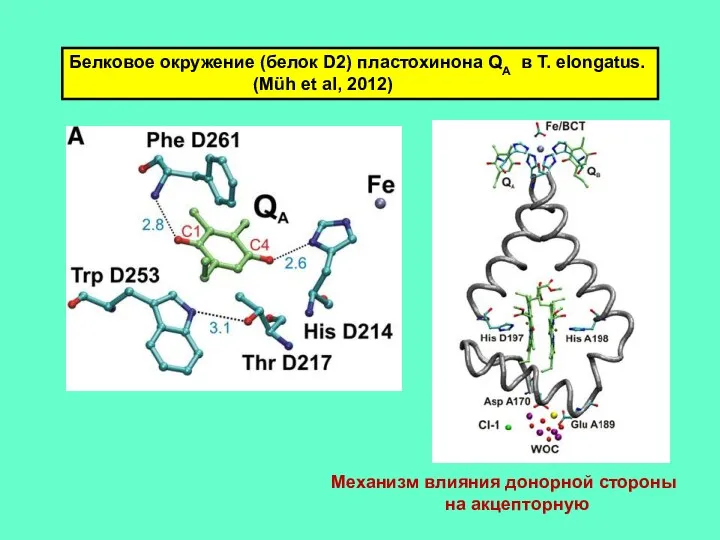 Белковое окружение (белок D2) пластохинона QA в T. elongatus. (Müh
