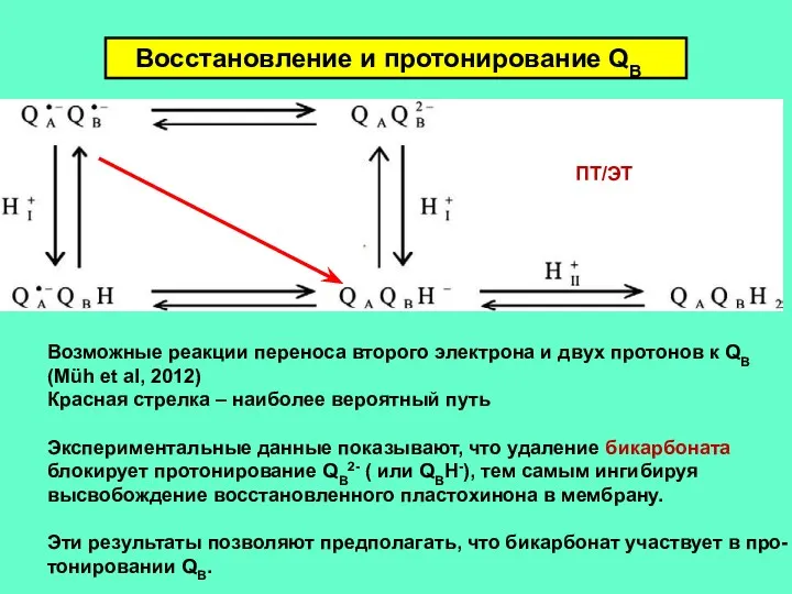 Восстановление и протонирование QB Возможные реакции переноса второго электрона и