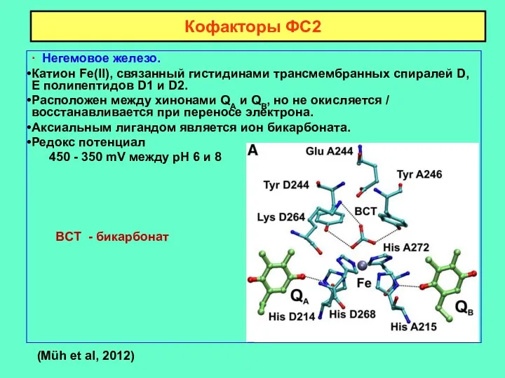 Кофакторы ФС2 ∙ Негемовое железо. Катион Fe(II), связанный гистидинами трансмембранных