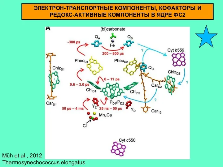 Müh et al., 2012 Thermosynechococcus elongatus ЭЛЕКТРОН-ТРАНСПОРТНЫЕ КОМПОНЕНТЫ, КОФАКТОРЫ И РЕДОКС-АКТИВНЫЕ КОМПОНЕНТЫ В ЯДРЕ ФС2