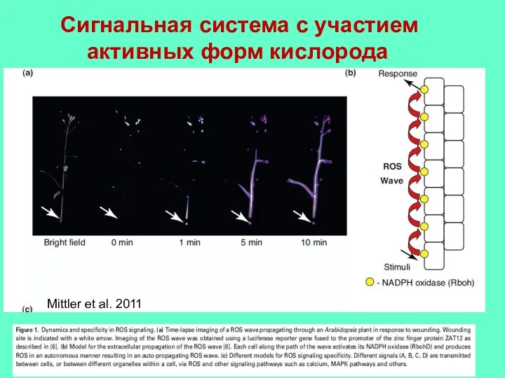 Cигнальная система с участием активных форм кислорода. Mittler et al. 2011