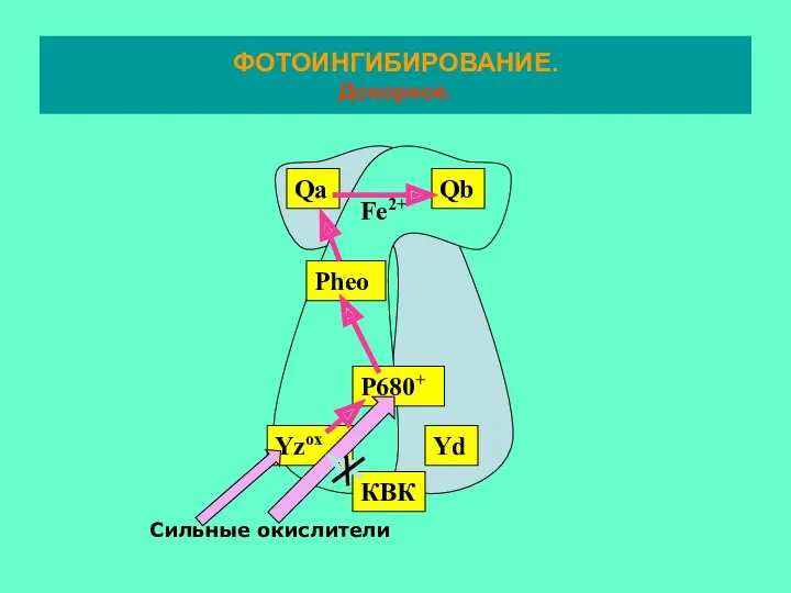 ФОТОИНГИБИРОВАНИЕ. Донорное.