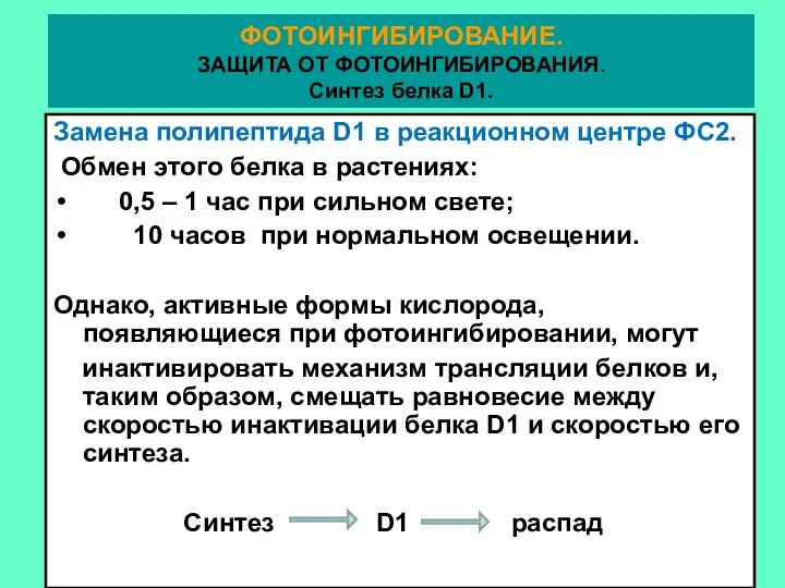 Замена полипептида D1 в реакционном центре ФС2. Обмен этого белка