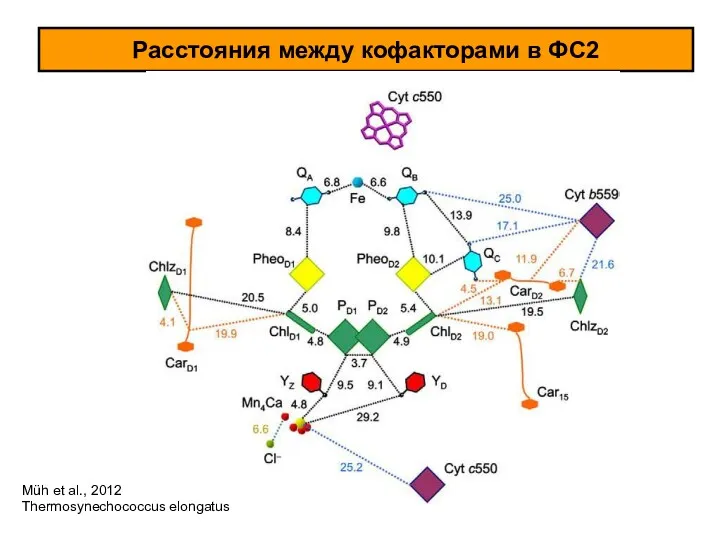 Расстояния между кофакторами в ФС2 Müh et al., 2012 Thermosynechococcus elongatus