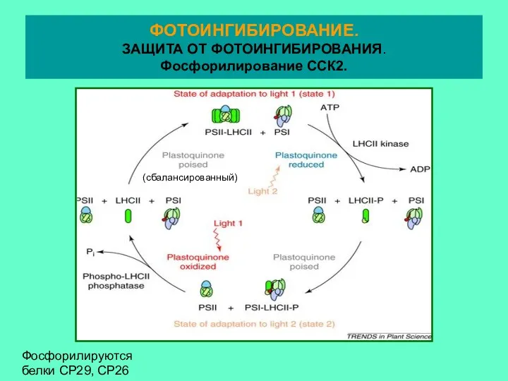 Фосфорилируются белки СР29, СР26 ФОТОИНГИБИРОВАНИЕ. ЗАЩИТА ОТ ФОТОИНГИБИРОВАНИЯ. Фосфорилирование ССК2. (сбалансированный)