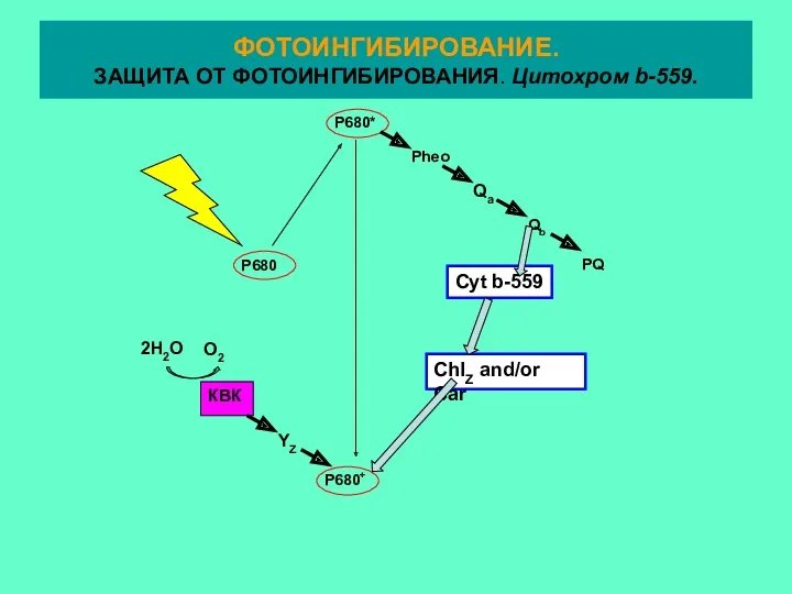 КВК 2H2O O2 YZ Pheo Qa Qb PQ P680* P680+