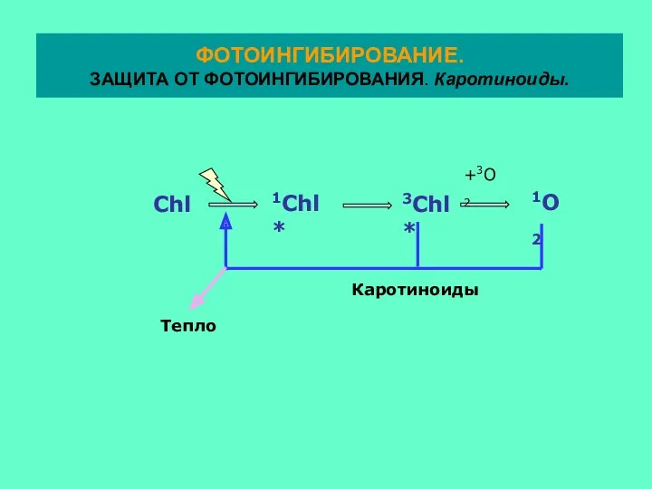 +3O2 Каротиноиды Тепло ФОТОИНГИБИРОВАНИЕ. ЗАЩИТА ОТ ФОТОИНГИБИРОВАНИЯ. Каротиноиды.