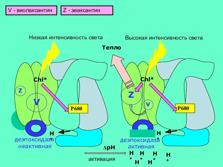 Chl* H+ деэпоксидаза активная Chl* H+ Z V деэпоксидаза неактивная