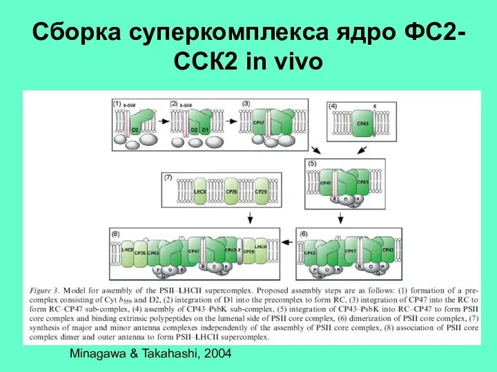 Cборка cуперкомплекса ядро ФС2-ССК2 in vivo Minagawa & Takahashi, 2004