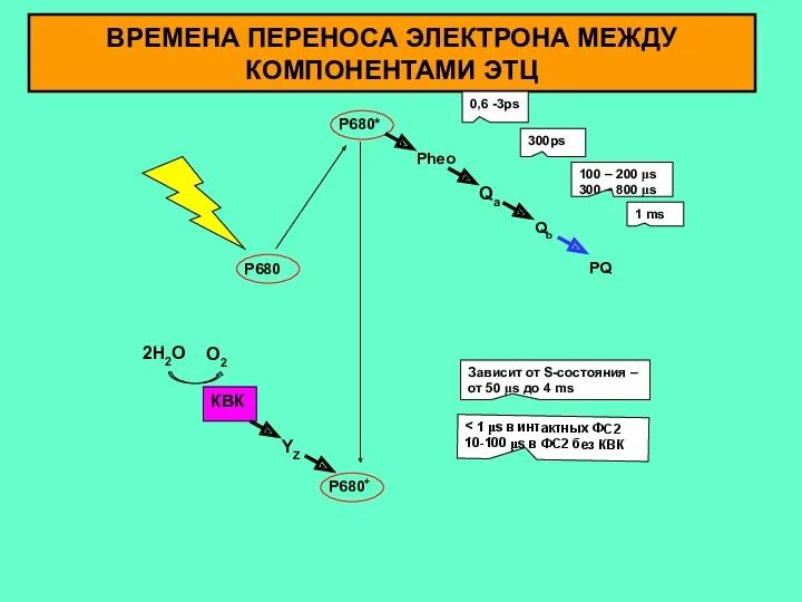 ВРЕМЕНА ПЕРЕНОСА ЭЛЕКТРОНА МЕЖДУ КОМПОНЕНТАМИ ЭТЦ КВК 2H2O O2 YZ