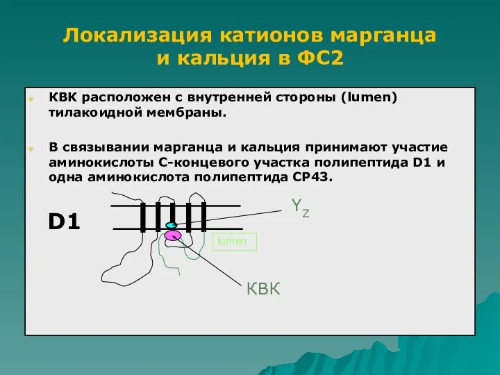 КВК расположен с внутренней стороны (lumen) тилакоидной мембраны. В связывании