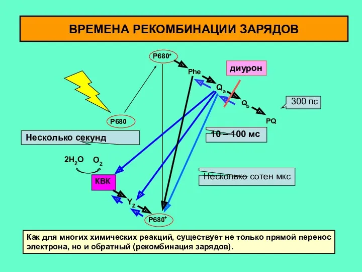 КВК 2H2O O2 YZ Phe Qa Qb PQ P680* P680+