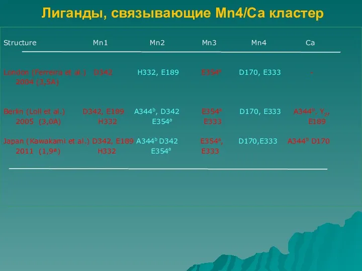 Лиганды, связывающие Mn4/Ca кластер Structure Mn1 Mn2 Mn3 Mn4 Ca