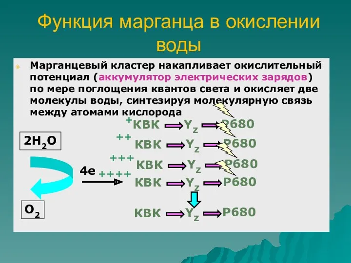 Функция марганца в окислении воды Марганцевый кластер накапливает окислительный потенциал