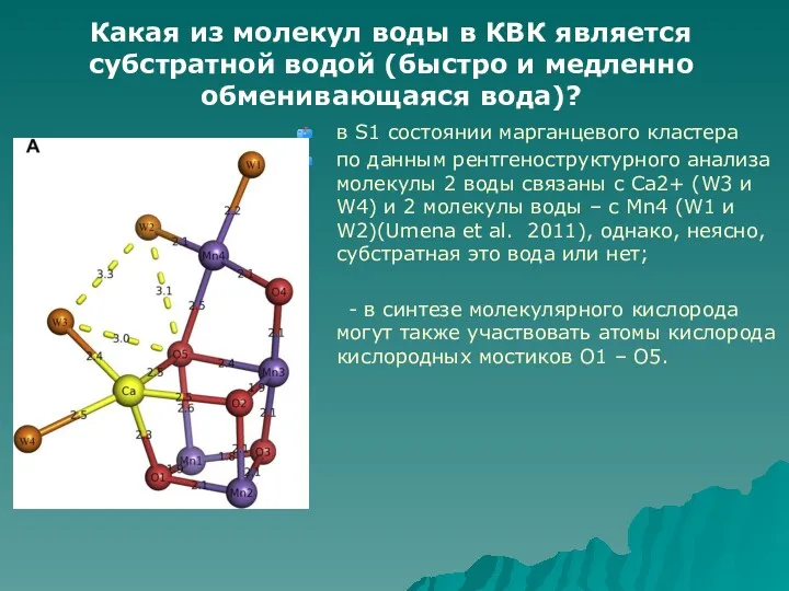 в S1 состоянии марганцевого кластера по данным рентгеноструктурного анализа молекулы