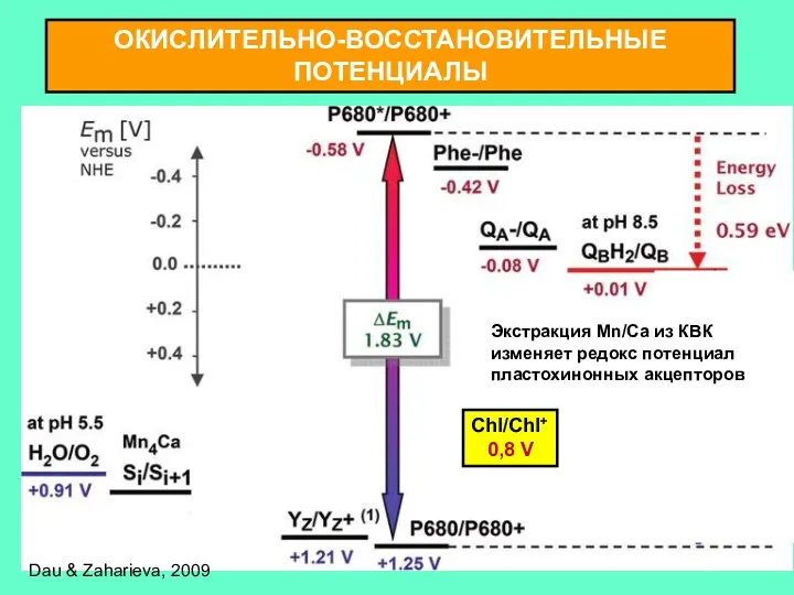 ОКИСЛИТЕЛЬНО-ВОССТАНОВИТЕЛЬНЫЕ ПОТЕНЦИАЛЫ Dau & Zaharieva, 2009 Chl/Chl+ 0,8 V Экстракция