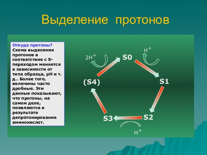 Выделение протонов 2Н+ Н+ Н+ Откуда протоны? Схема выделения протонов