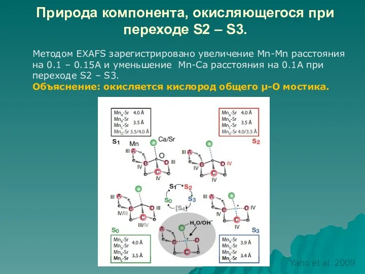 Природа компонента, окисляющегося при переходе S2 – S3. Методом EXAFS