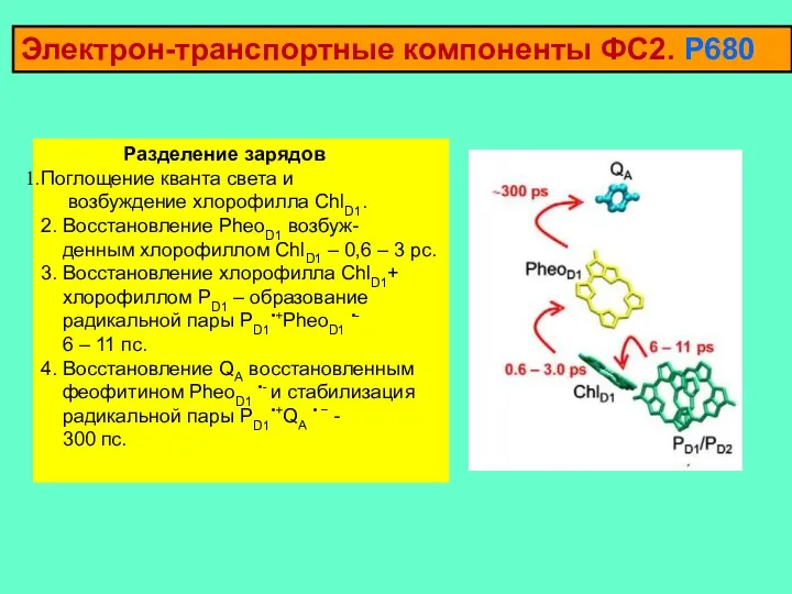 Электрон-транспортные компоненты ФС2. Р680 Разделение зарядов Поглощение кванта света и