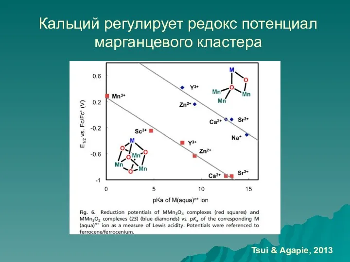 Кальций регулирует редокс потенциал марганцевого кластера Tsui & Agapie, 2013