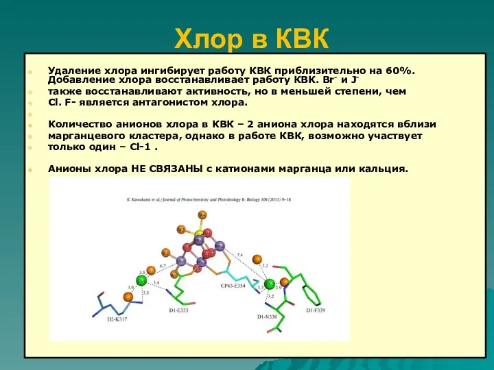 Хлор в КВК Удаление хлора ингибирует работу КВК приблизительно на