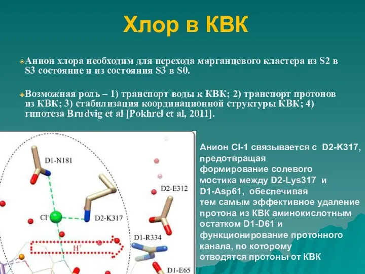 Хлор в КВК Анион хлора необходим для перехода марганцевого кластера