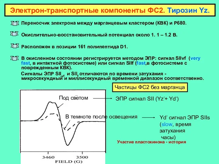 Переносчик электрона между марганцевым кластером (КВК) и Р680. Окислительно-восстановительный потенциал