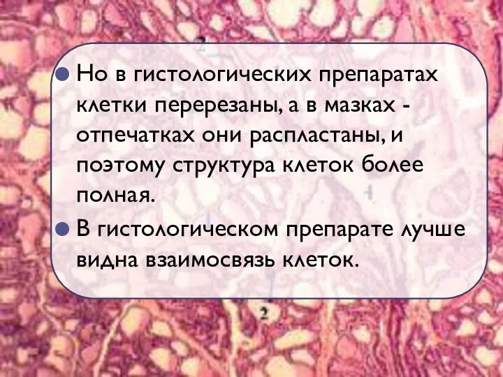 Но в гистологических препаратах клетки перерезаны, а в мазках -