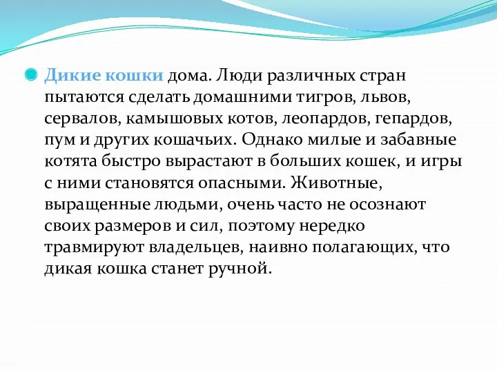 Дикие кошки дома. Люди различных стран пытаются сделать домашними тигров,