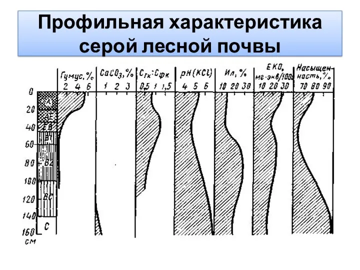 Профильная характеристика серой лесной почвы