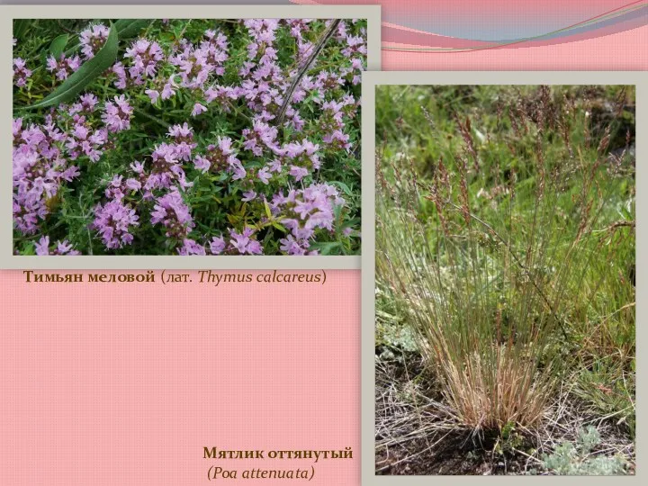 Тимьян меловой (лат. Thymus calcareus) Мятлик оттянутый (Poa attenuata)