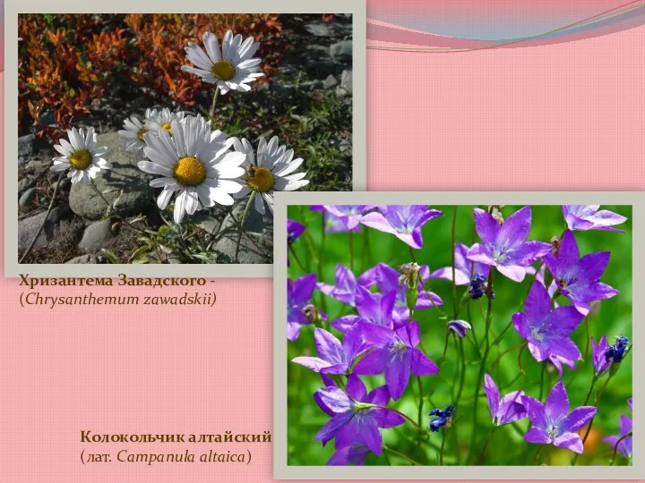 Хризантема Завадского - (Chrysanthemum zawadskii) Колокольчик алтайский (лат. Campanula altaica)