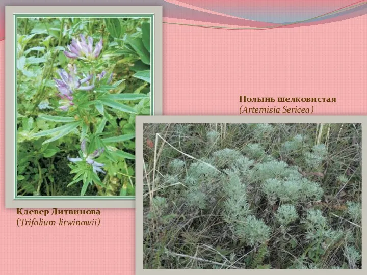 Клевер Литвинова (Trifolium litwinowii) Полынь шелковистая (Artemisia Sericea)