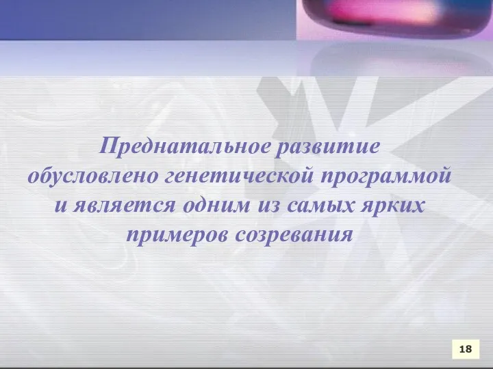 Преднатальное развитие обусловлено генетической программой и является одним из самых ярких примеров созревания 18