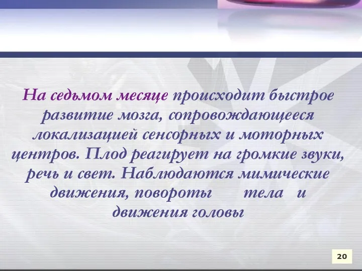 На седьмом месяце происходит быстрое развитие мозга, сопровождающееся локализацией сенсорных