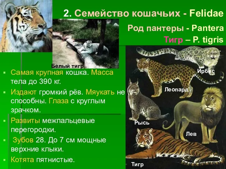 2. Семейство кошачьих - Felidae Род пантеры - Pantera Тигр – P. tigris