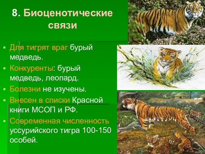 8. Биоценотические связи Для тигрят враг бурый медведь. Конкуренты: бурый медведь, леопард. Болезни