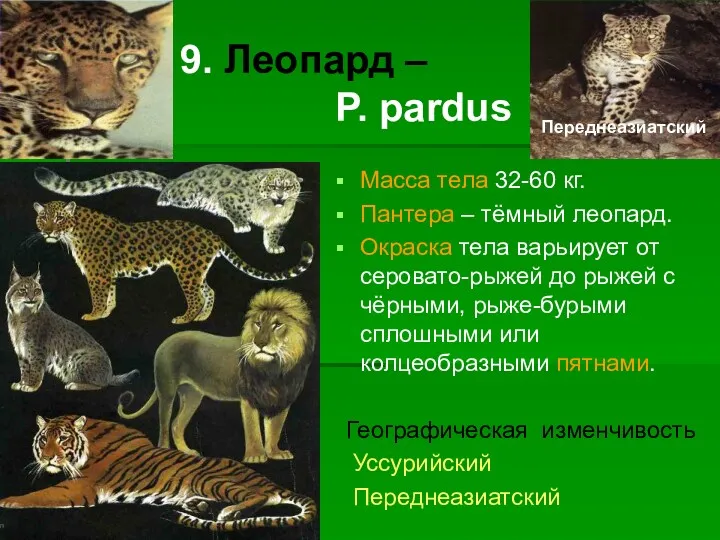 9. Леопард – P. pardus Масса тела 32-60 кг. Пантера – тёмный леопард.