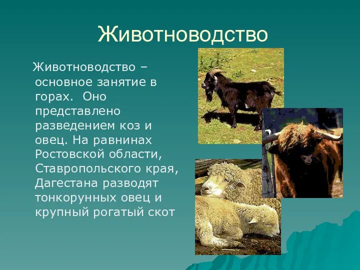 Животноводство Животноводство – основное занятие в горах. Оно представлено разведением коз и овец.