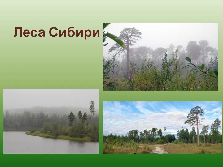 Леса Сибири